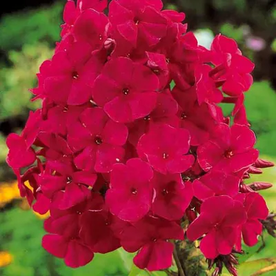 Immagine prodotto di 6 x Phlox paniculata 'Tenor' | Vaso 9 cm x 9 cm