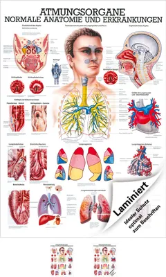 Produktbild von Atmungsorgane Mini-Poster Anatomie 34x24 cm medizinische Lehrmittel