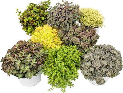 Produktbild von 8 winterharte Sedum-Pflanzen – Fetthenne – in verschiedenen Farben