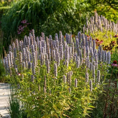 Produktbild von 12 Pflanzen Duftnessel 'Blue Fortune', Agastache, P9 Topf