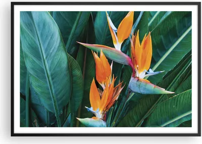 Produktbild von Gerahmtes Poster - Schwarzer Rahmen - Himmlisch Vogel Blume - 100x70 cm - Wand Bild - Wanddeko - Wandbilder - Kunstposter - Wandposter - Bilderrahmen - Bilder - Kunstdruck - P2BAA100x70-4980