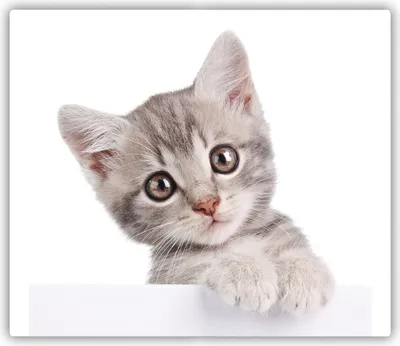Produktbild von Tulup Glas Herdabdeckplatte Glaskeramikkochfeld-Abdeckung Spritzschutz Glasabdeckplatte Kochplattenabdeckung und Schneidebrett - Einteilig - 60x52 cm Graue Katze