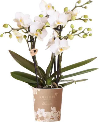 Produktbild von Weiße Phalaenopsis Orchidee Zürich Ø9cm Zimmerpflanze Grünpflanze Topfpflanze