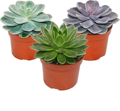 Image de Set de 3 Echeveriens différents dans un pot de 12cm