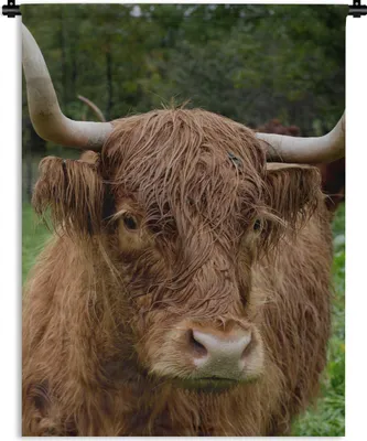 Produktbild von MuchoWow® Wandteppich Wandbehang Schottische Highlander - Tiere - Gras 60x80 cm Tapisserie Dekoration Wandtuch - Decke - Wandtücher - Wohne