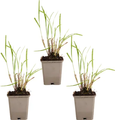 Produktbild von Bloomique - 3er Set - Miscanthus Sinensis - Blühendes Schilf - Ziergras - Gartenpflanzen - Winterhart - Höhe 10-20 cm - Topf 9x9 cm