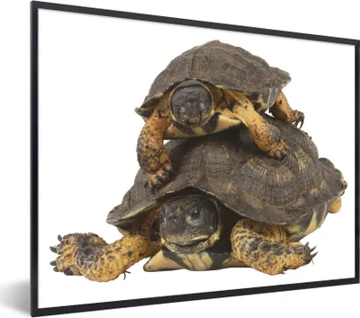 Produktbild von MuchoWow® Gerahmtes Poster Mutterschildkröte mit ihrem Kind 80x60 cm - Poster mit Schwarzem Bilderrahmen Wandposter Rahmen Foto Bilder - Schwarzem - Mit Gestell