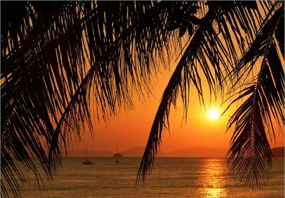 Produktbild von Wallario Fototapete Vliestapete, seidenmatte Oberfläche, einfache Verarbeitung, Größe 350 x 245 cm, Motiv Sonnenuntergang unter Palmenblättern