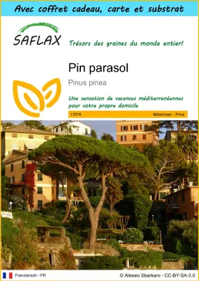 Image de SAFLAX Ensemble-cadeau - Pin parasol - 6 graines - Pinus