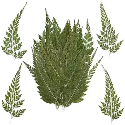 Produktbild von Gedrockene Blumen und Blätter - 48 Stück natürliche Materialien für DIY - Modelnummer RBB0468_2509