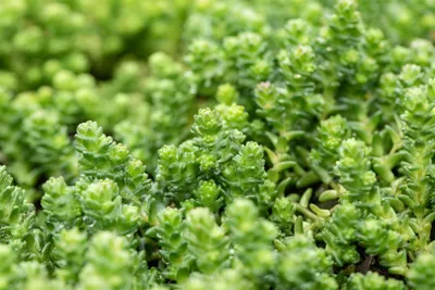 Produktbild von Sedum acre, Mauerpfeffer, gelb, ca. 9x9 cm Topf