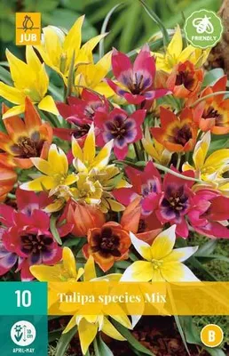 Artikelbild 1 von 'Tulpe Species Mix (10 Stück)' aus der Kategorie Tulpenzwiebeln