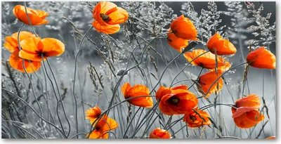 Produktbild von Tulup Glas-Bild -140x70- Wandkunst Dekorative Wand für Küche & Wohnzimmer - Blumen & Pflanzen - Feldmohnblumen - Orange