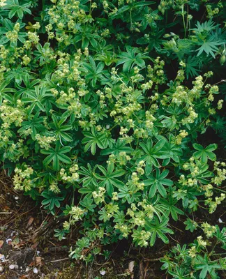 Zdjęcie produktu dla Alchemilla saxatilis, przywrotnik ostroklapowy, doniczka ok. 9x9 cm