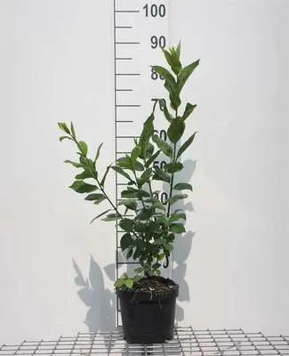 Zdjęcie produktu dla Euonymus europaeus - Krzew korkowca 60-80 cm pojemnik