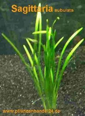 Produktbild von 1 Bund Sagittaria subulata, Pfeilkraut, Aquarium