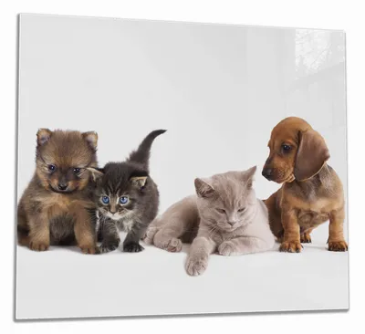 Produktbild von Wallario Herdabdeckplatte aus Glas, Größe 60 x 52 cm 1-teilig, Motiv Hundewelpen und Katzenjunge