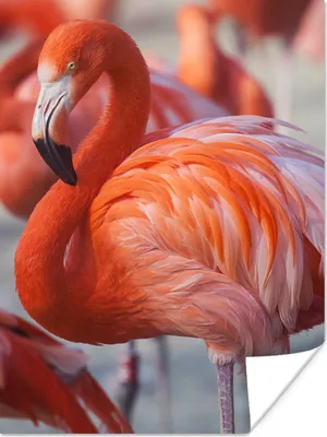 Produktbild von MuchoWow® Poster Flamingo - Vogel - Tiere - Rosa 90x120 cm - Wohnzimmer