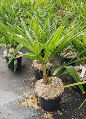 Image de Trachycarpus fortunei / Palmier de Chine
