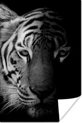 Produktbild von MuchoWow® Poster Tiger - Tiere - Wild - Schwarz - Weiß 120x180 cm - Kunstposter