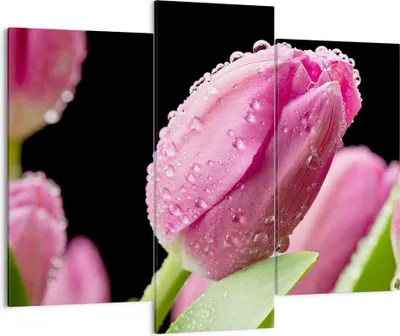 Produktbild von Bild auf Leinwand - Leinwandbild - Tulpe Blumen Tau - 130x100cm - Wand Bild - Wanddeko - Leinwanddruck - Bilder - Kunstdruck - Wanddekoration - Leinwand bilder - Wandkunst - CB130x100-2483