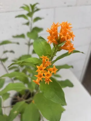 Produktbild von Goldgelber Hammerstrauch - Cestrum aurantiacum - 30-40cm