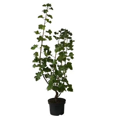 Produktbild von Jochelbeere Josta Busch ca. 40-60 cm Kreuzung aus schwarzer Johannisbeere + Stachelbeere