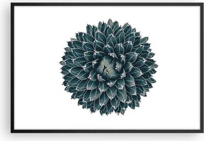 Produktbild von Gerahmtes Poster - Schwarzer Rahmen - Agave Königin Victoria - 91,5x61 cm - Wand Bild - Wanddeko - Wandbilder - Kunstposter - Wandposter - Bilderrahmen - Bilder - Kunstdruck - Wandbild P2BAA91x61-4129
