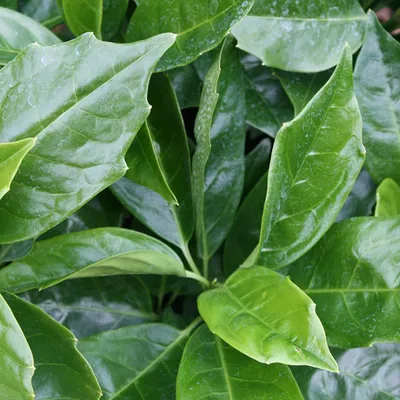 Produktbild von 2 x  Japanische Aucube  - Aucuba japonica 'Rozannie'  | 30-35 cm im Container