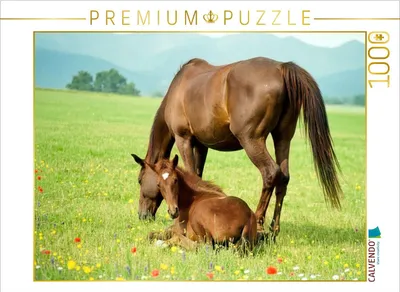 Produktbild von CALVENDO Puzzle Warmblutstute und Fohlen | 1000 Teile Lege-Größe 64x48cm Foto-Puzzle für glückliche Stunden