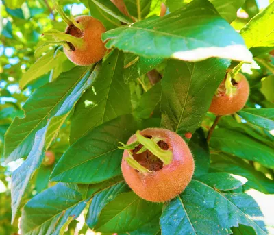 Produktbild von Dehner Mispel, buschige Wuchsform, süsse weiche Früchte, ca. 150-200 cm, 9.5 l Topf, Obstbaum