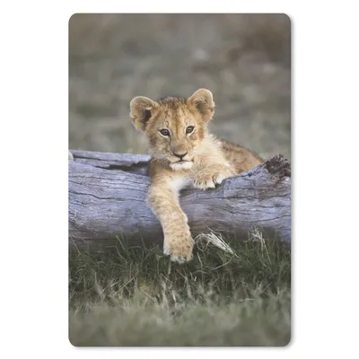 Produktbild von MuchoWow® Mauspad Mousepad Jungtier - Tier - Natur 18x27 cm - Mousepads - Maus Mat - Pad - Mausunterlage