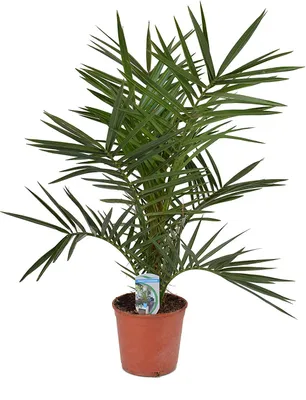 Produktbild von Kanarische Dattelpalme 60 cm - Phoenix canariensis - Phönixpalme