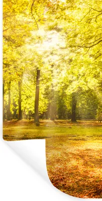 Obrázok produktu pre MuchoWow® Nálepka na stenu - Strom - Príroda - Slnko - Krajina - Les - 80x160cm - Samolepiaca a polohovateľná