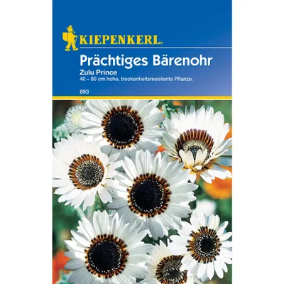 Produktbild von Prächtiges Bärenohr Zulu Prince