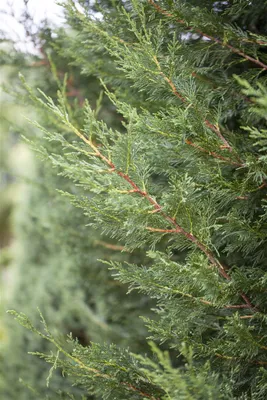 Produktbild von Cupressocyparis leylandii 'Typ 2001', immergrün, 60–80 cm