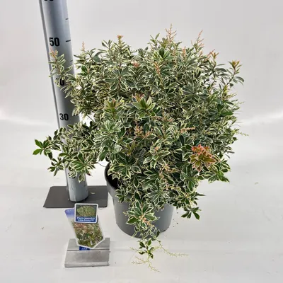 Produktbild von Pieris jap. ‘Little Frosty’ PBR - Schattenglöckchen | 40-50 cm im Topf