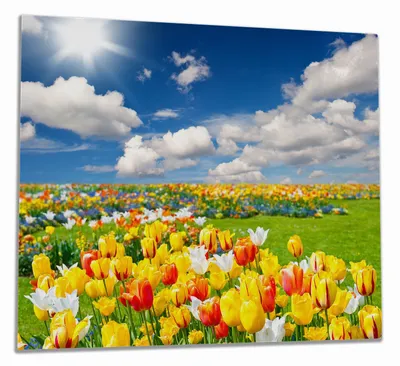 Produktbild von Wallario Herdabdeckplatte aus Glas, Größe 60 x 52 cm 1-teilig, Motiv Tulpenwiese unter blauem Himmel