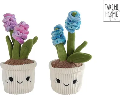 Immagine prodotto di Pianta Take Me Home giacinto peluche Blu 29cm 660658