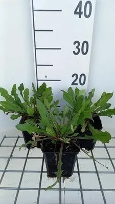 Immagine prodotto di 6 x Cichorium intybus - Wegwarte - Topf 9 x 9 cm