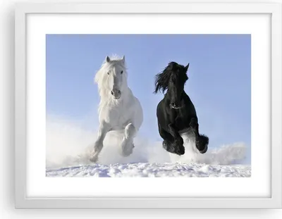 Produktbild von Gerahmtes Poster - Weißer Rahmen - Tiere Schönheit Wettbewerb - 40x30 cm - Wand Bild - Wanddeko - Wandbilder - Wandposter - Bilderrahmen - Bilder - Kunstdruck - Wandbild - P2WAA40x30-2179