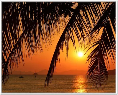 Produktbild von Wallario Wandbild Sonnenuntergang unter Palmenblättern, Größe: 40,30 x 50,30 cm, Poster mit weißem Aluminiumrahmen
