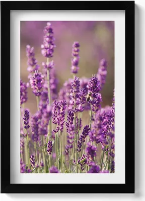 Produktbild von Lavendelblumenwiese– Wandbild mit Rahmen – Gerahmtes Bild  – Wanddekoration – 20x30 cm – Schwarz