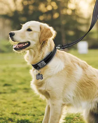 Produktbild von Reflektierendes und Komfortables Halsband für Hunde aus Neopren und Nylon