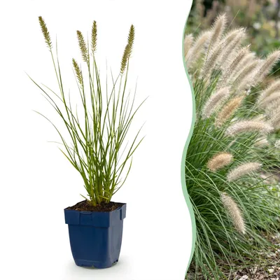 Produktbild von Green boutiQ - Gras - Pennisetum alop. Hameln - Lampenputzergras - Mit Plume - Grün - 12 Pflanzen - Topf 11cm - Höhe 15-25cm