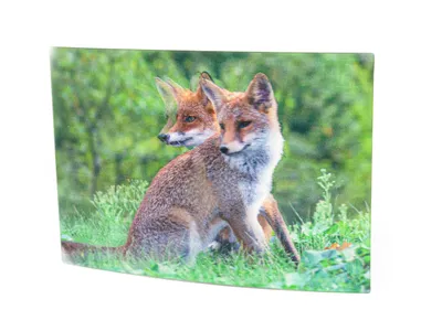 Produktbild von 3 D Ansichtskarte Füchse, Postkarte Wackelkarte Hologrammkarte Tiere Tier Fuchs Waldtier