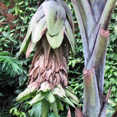 Produktbild von Schneebanane (Ensete glaucum) - 5 Samen