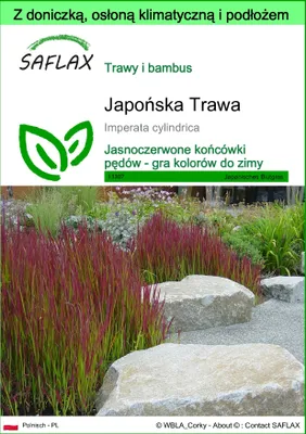 Zdjęcie produktu dla SAFLAX - Garden to go - Japońska Trawa - 50 Nasiona - Z doniczką, pokrywą klimatyczną i podłożem do uprawy - Imperata cylindrica