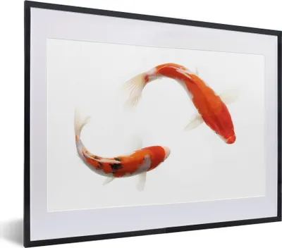 Produktbild von MuchoWow® MuchoWow® Gerahmtes Poster Koi-Karpfen vor einem weißen Hintergrund 40x30 cm - Poster mit zchwarzem Bilderrahmen - Bilderrahmen - Poster im Rahmen