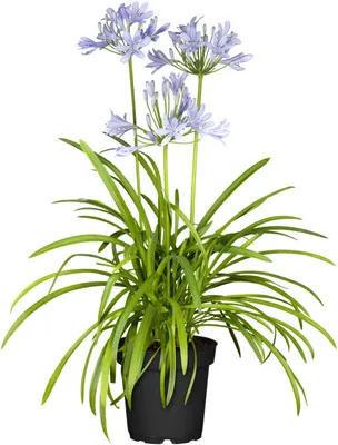 Produktbild von Agapanthus 'Northern Star', Schmucklilie, tiefblau, 2-3 Liter Container